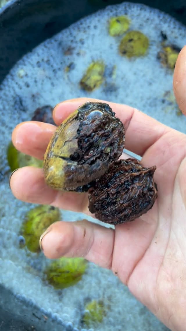 Walnuts and Oaks field notes at Oak Summit Nursery in Fall