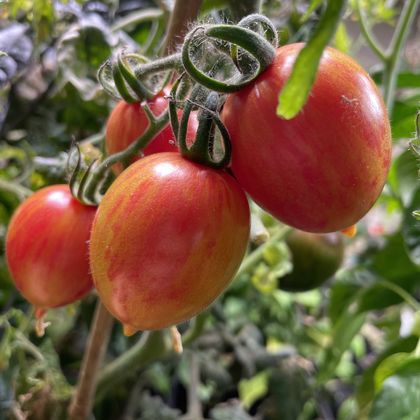 Candy Sweet Icicle tomato fruit - photo 2
