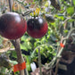 Just Can't Get Enough tomato fruit - photo 2
