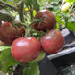 Dwarf Velvet Night tomato fruit - photo 3
