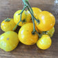 Dwarf Yellow Brick Road tomato fruit - photo 3