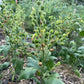 Wild Tobacco Seeds (Nicotiana rustica)