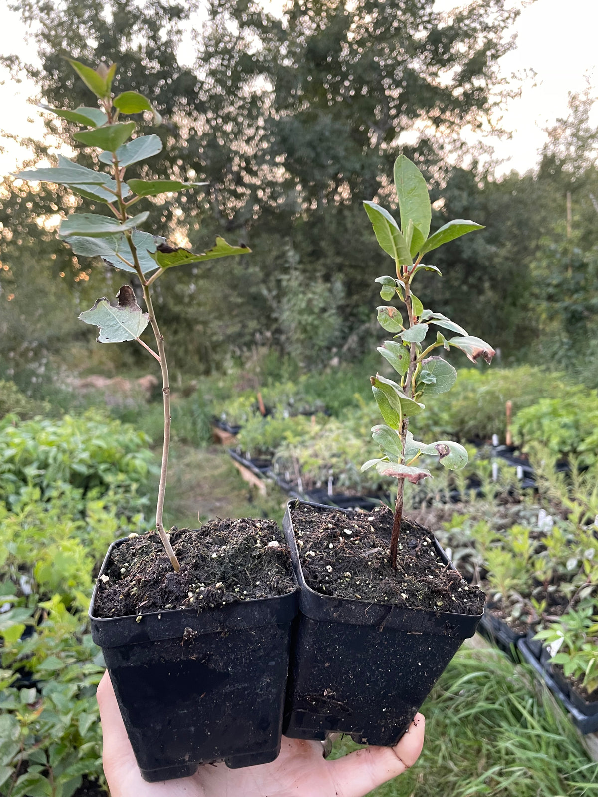 Carmine Jewel Cherry Seedling