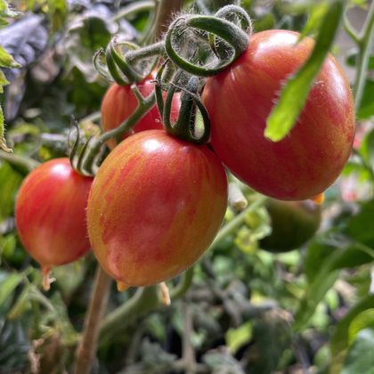 Candy Sweet Icicle tomato fruit - photo 3
