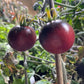 Just Can't Get Enough tomato fruit - photo 3
