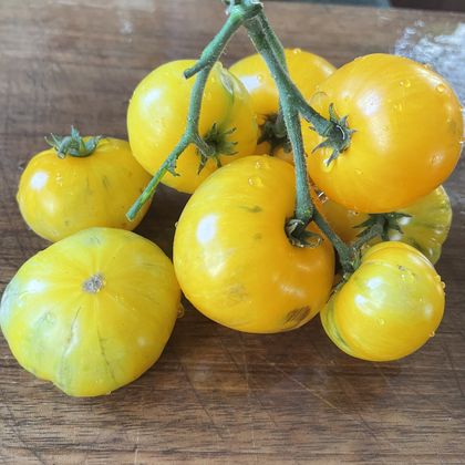 Dwarf Yellow Brick Road tomato fruit - photo 4