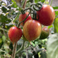 Candy Sweet Icicle tomato fruit - photo 4