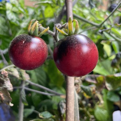Just Can't Get Enough tomato fruit - photo 4