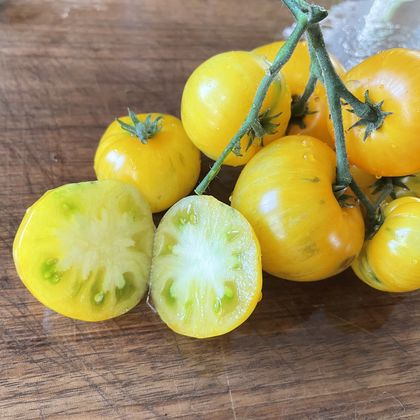 Dwarf Yellow Brick Road tomato fruit - photo 5