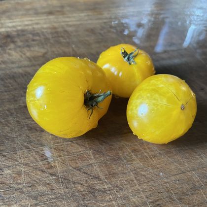 Dwarf Yellow Brick Road tomato fruit - photo 6