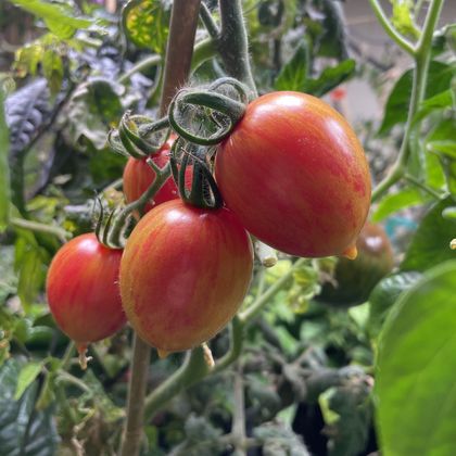 Candy Sweet Icicle tomato fruit - photo 5