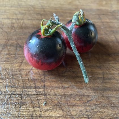 Just Can't Get Enough tomato fruit - photo 5