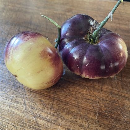 Dirty Curty Yellow tomato fruit - photo 5