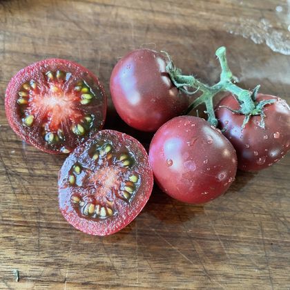 Dwarf Velvet Night tomato fruit - photo 6