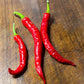 Semillas de pimiento Fushimi