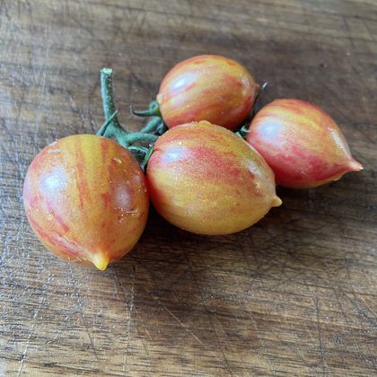 Candy Sweet Icicle tomato fruit - photo 8