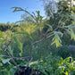 Red Elderberry (Sambucus racemosa)