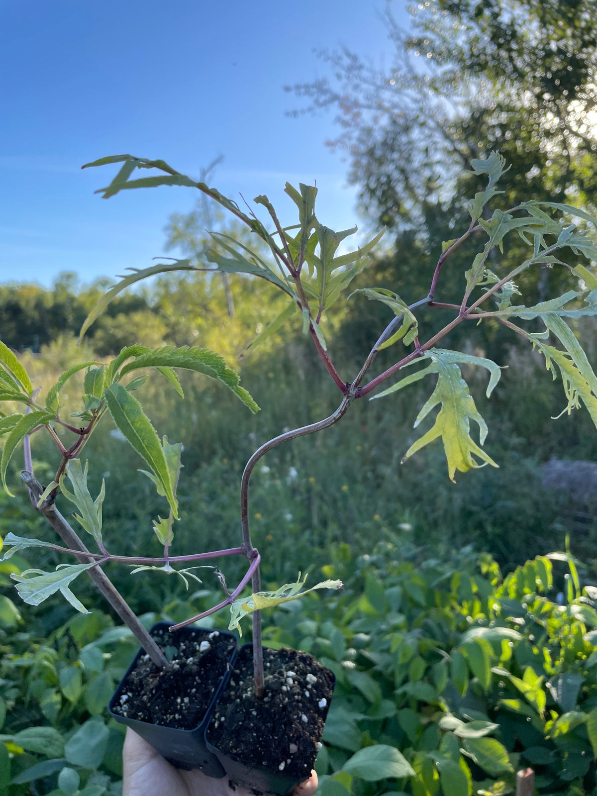 Red Elderberry (Sambucus racemosa)