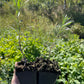 Leikora Sea Buckthorn