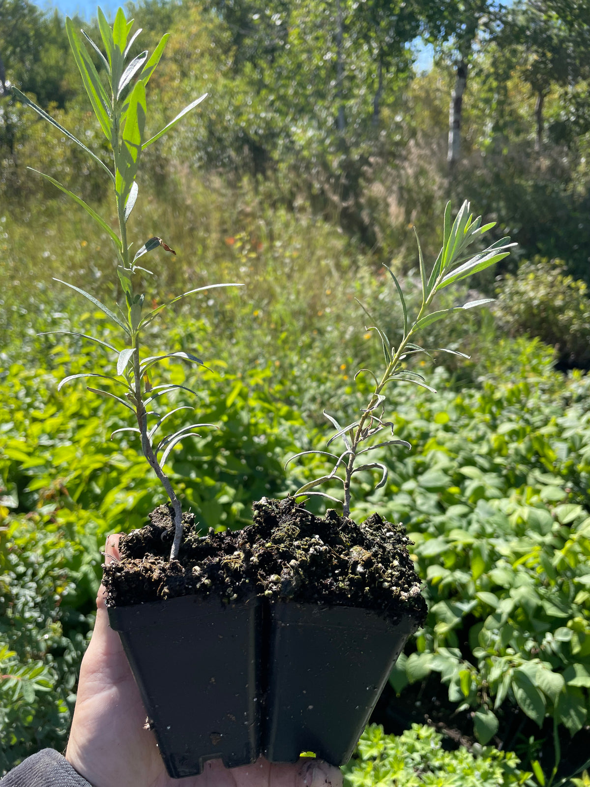 Leikora Sea Buckthorn