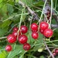 Red Currant