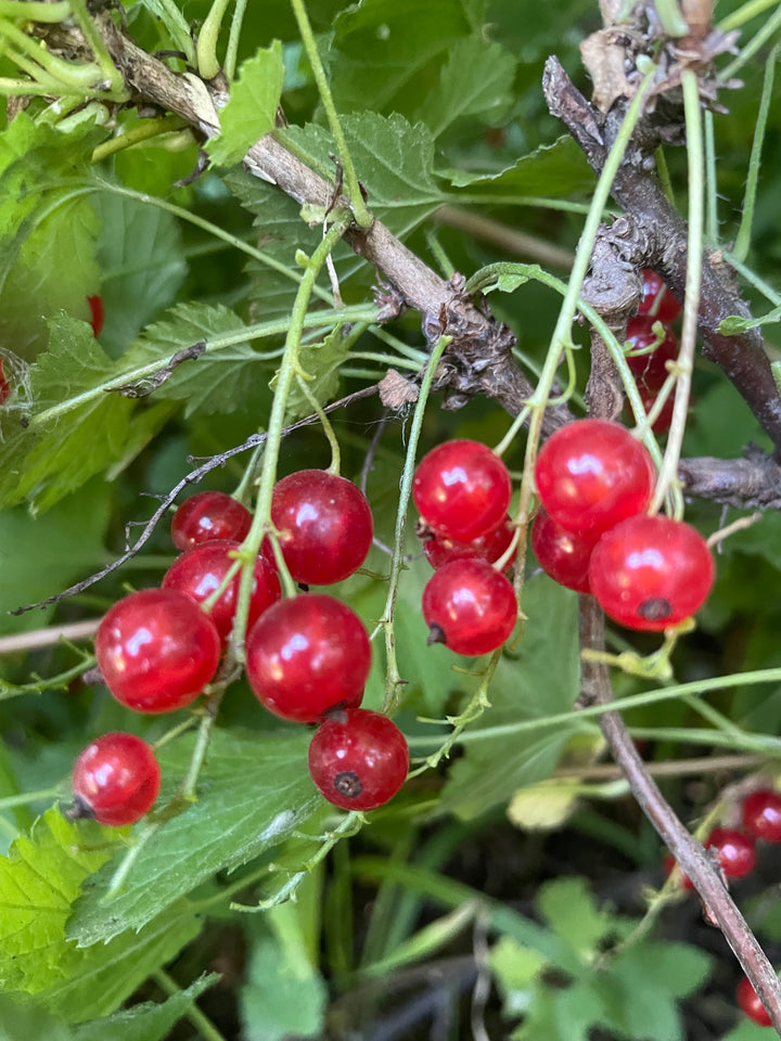 Red Currant Seeds