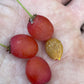 Cherry Prinsepia Seeds