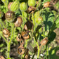 Wild Tobacco Seeds (Nicotiana rustica)