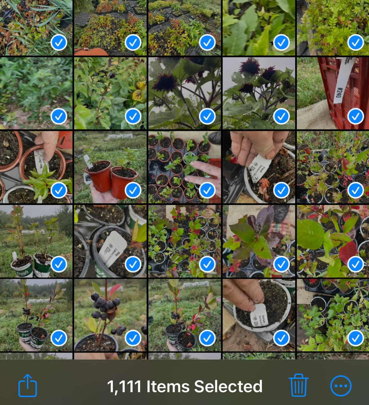 1k fotos de plantas en una semana, vaya sistema