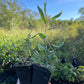 Curly Willow (Salix sp.)