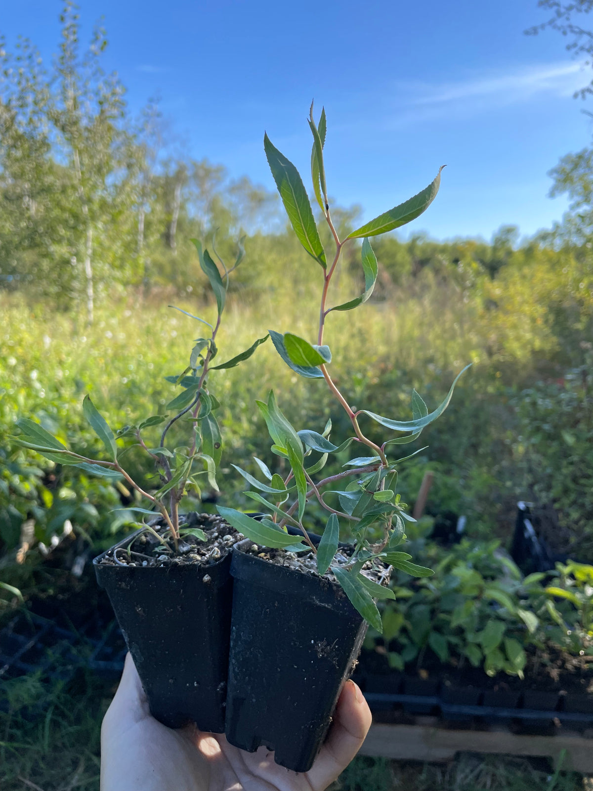 Curly Willow (Salix sp.)