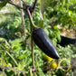 Semillas de pimiento Czech Black