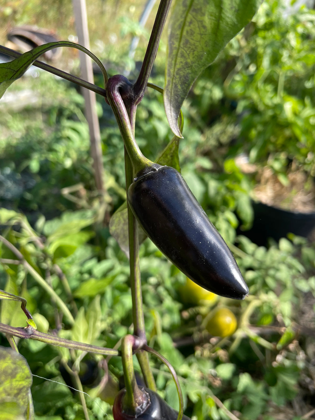 Semillas de pimiento Czech Black