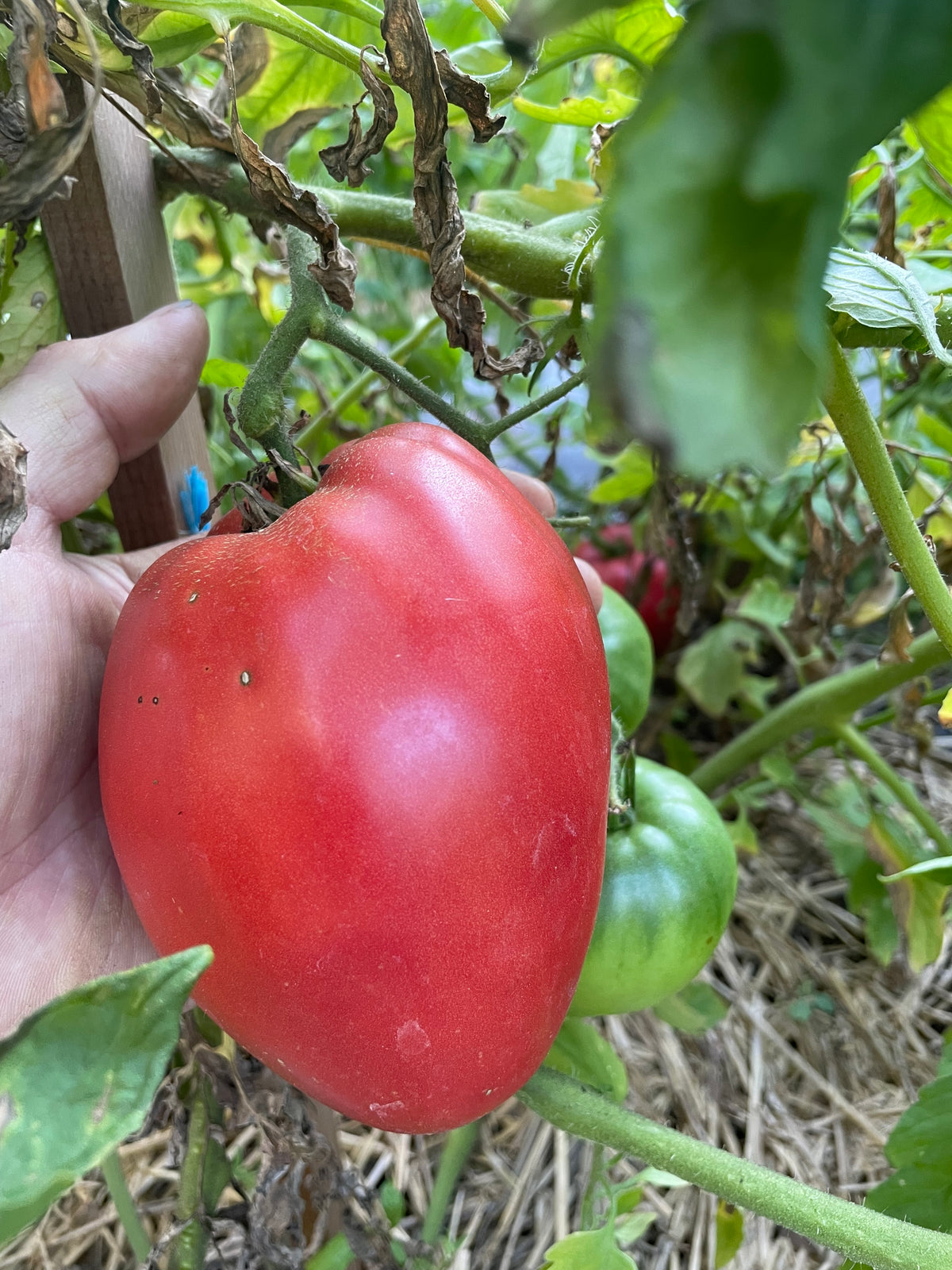 Bull's Heart Tomato Seeds
