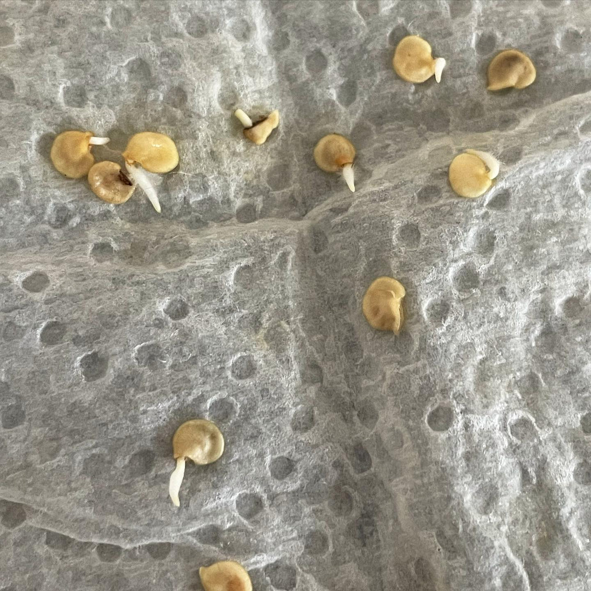 A los 3 días de empezar la prueba de germinación de nuestras semillas de pimiento Fushimi, van bien; pensé que tardarían un par de semanas
