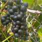 Valiant Grape Seeds