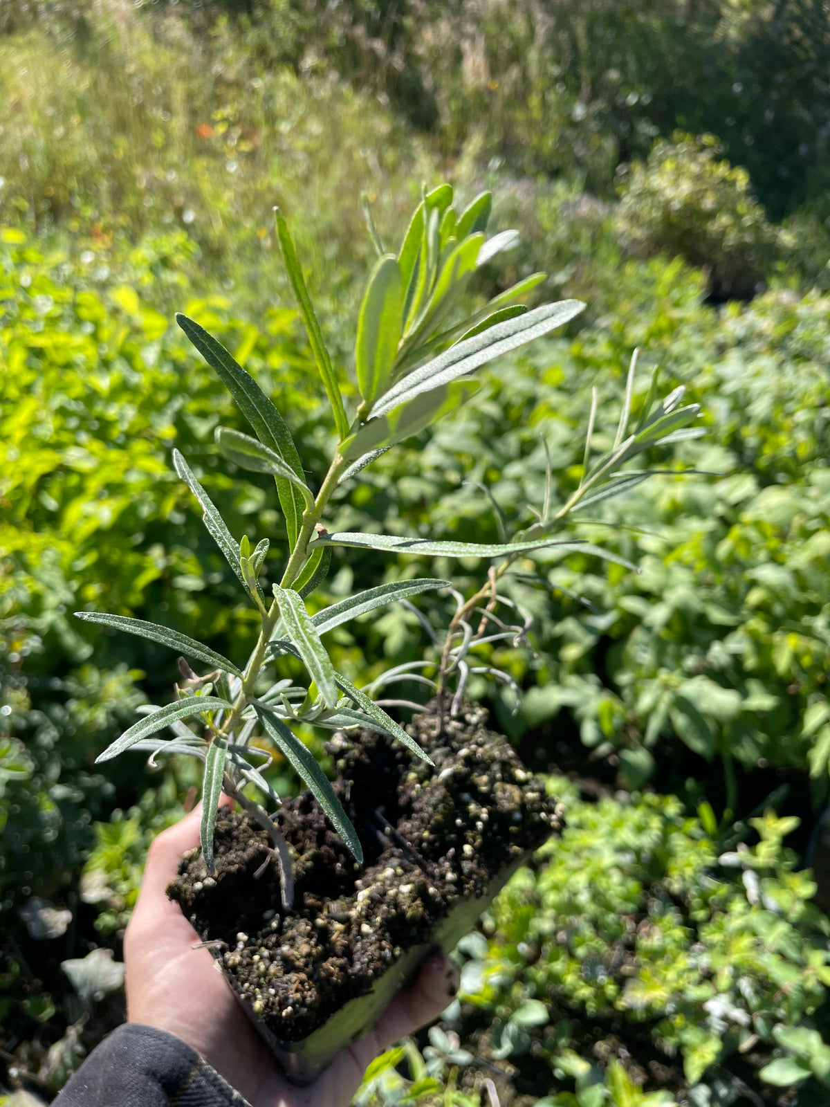Leikora Sea Buckthorn