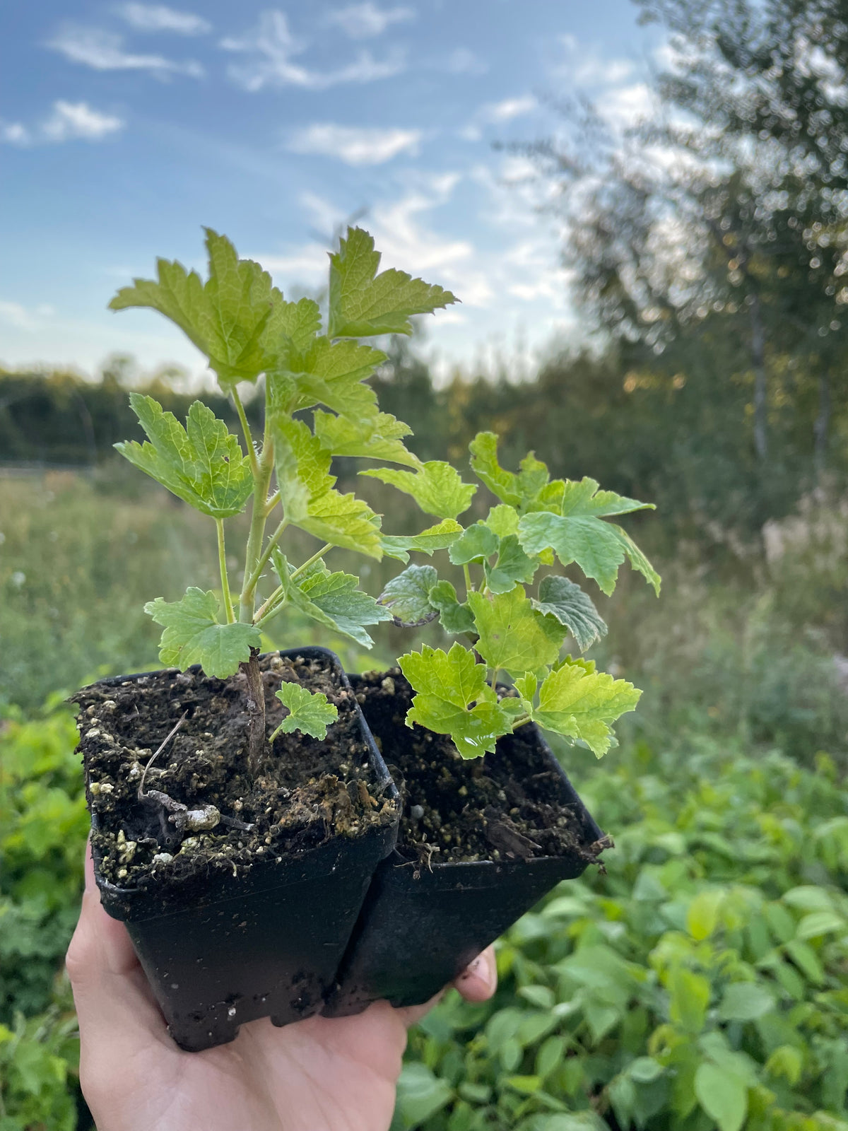 Pink Champagne Currant