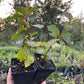 Nanking Cherry