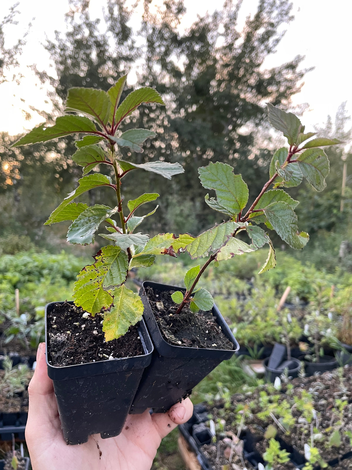 Nanking Cherry