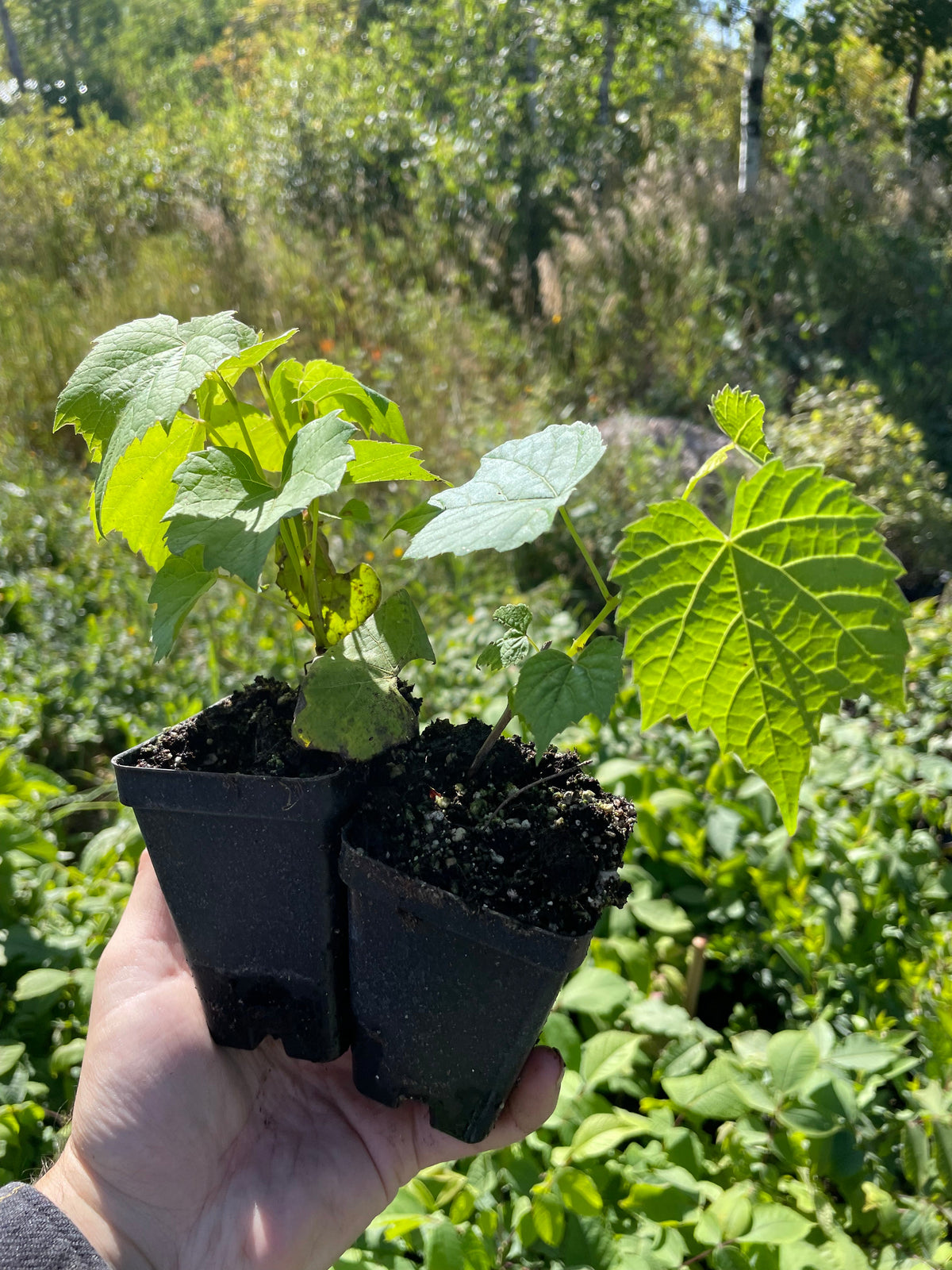 Raisin Valiant