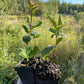 Nanking Cherry