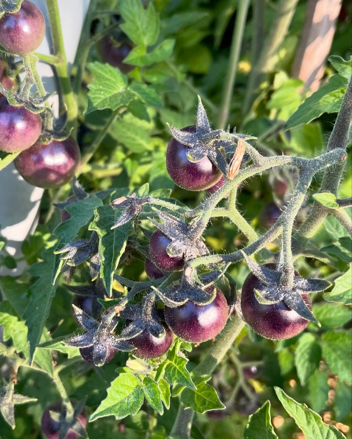 Blueberry Tomato Seeds