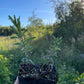 Pollmix Male Sea Buckthorn