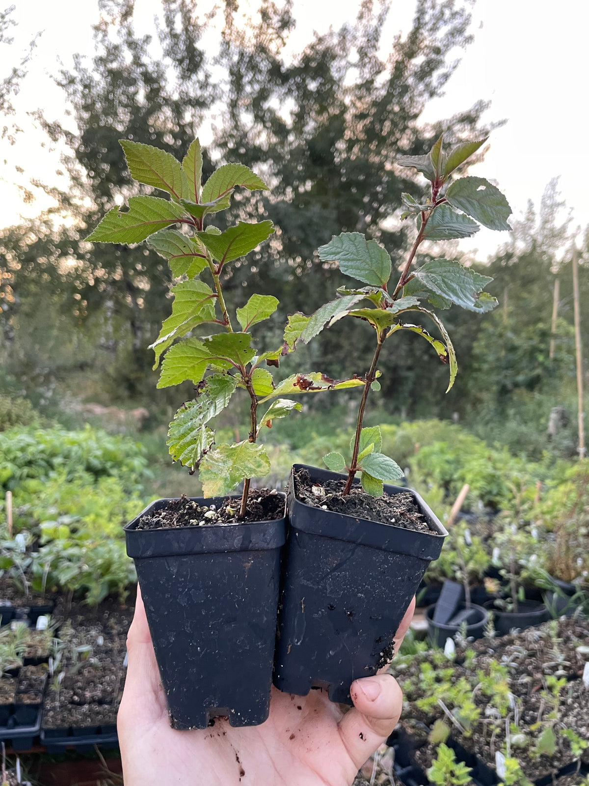 Nanking Cherry