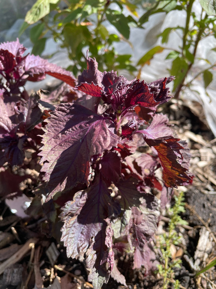 Purple Perilla (Shiso) Seeds