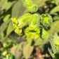 Wild Tobacco Seeds (Nicotiana rustica)