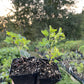 Oregon Champion Gooseberry