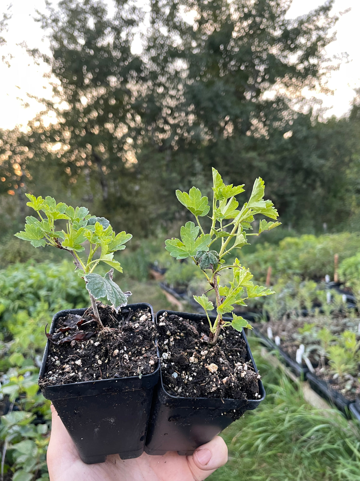 Oregon Champion Gooseberry