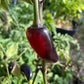 Semillas de pimiento Czech Black
